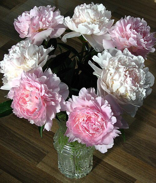 Fresh peony arrangement in the studio